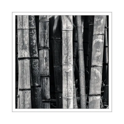 Bambo Tree