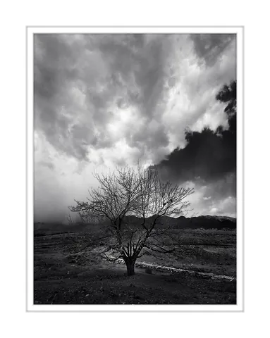 Lonley Tree- Iran