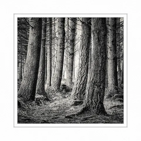 Trees - Scotland