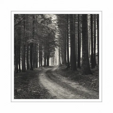 Scotland trees