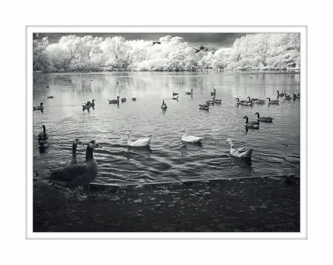 Swan Lake - UK